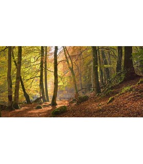 Autumn beech woods, Birks...