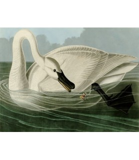 Trumpeter Swan - John James Audubon