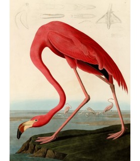 American Red Flamingo -...