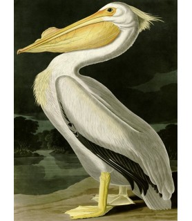 American White Pelican -...