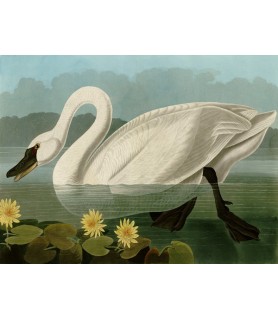 Common American Swan - John...