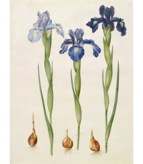 Iris xiphioides - Johannes...