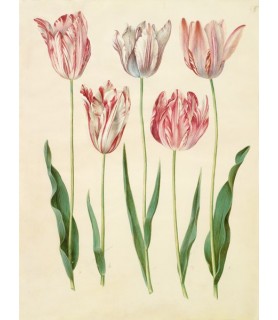Tulipa gesneriana -...