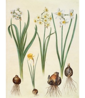 Narcissus - Johannes S....