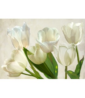 White Tulips - Luca Villa