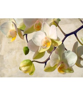 Orchid in the sun - Luca Villa