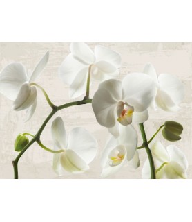 Ivory Orchids - Jenny Thomlinson