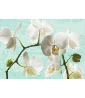 Celadon Orchids - Jenny Thomlinson