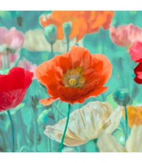 Poppies in Bloom I - Cynthia Ann